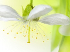 Czym są dzisiaj biokosmetyki? Czym są dzisiaj biokosmetyki?