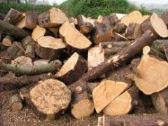 Producenci dbają o jakość drewna Producenci dbają o jakość drewna