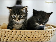 Internetowy sklep zoologiczny i jego oferta Internetowy sklep zoologiczny i jego oferta