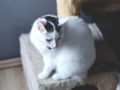 Karma dla zwierzaka Karma dla zwierzaka