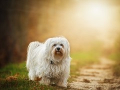 Różnorodność marki Purina Różnorodność marki Purina