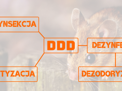 Usługi DDD – co kryje się pod tym skrótem? Usługi DDD – co kryje się pod tym skrótem?
